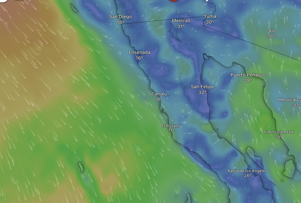 Baja in Bloom (and Fog): A Friendly Guide to June’s Weather Mood Swings